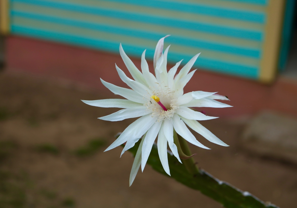 Day 05 - Hopkins - Belize City