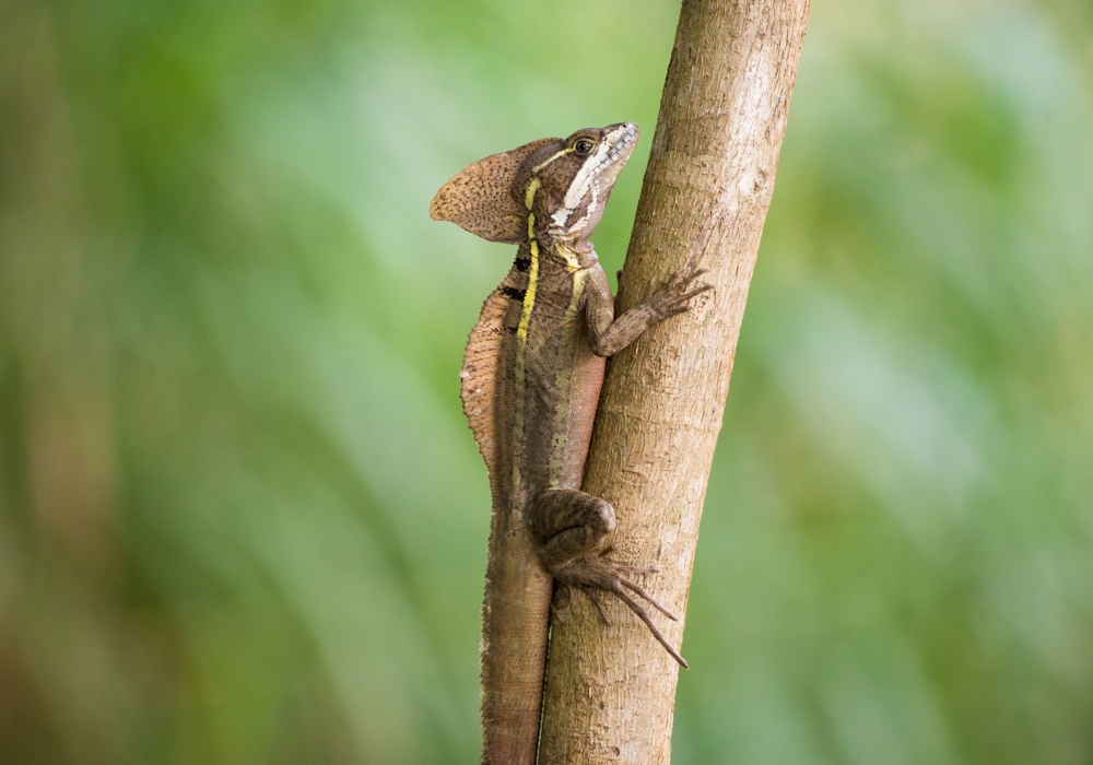 Day 05 - Lacandona Rainforest
