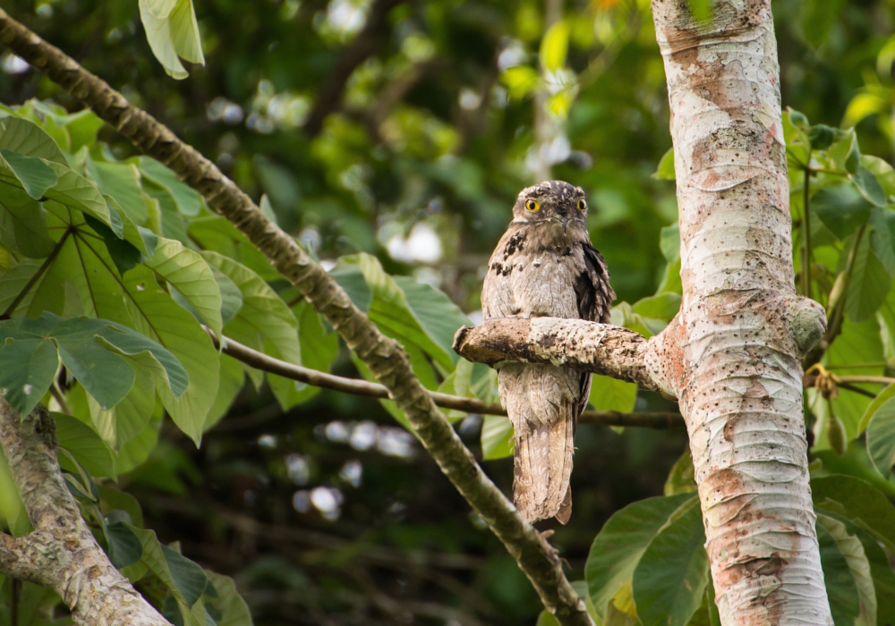 Day 05 - Lacandona Rainforest