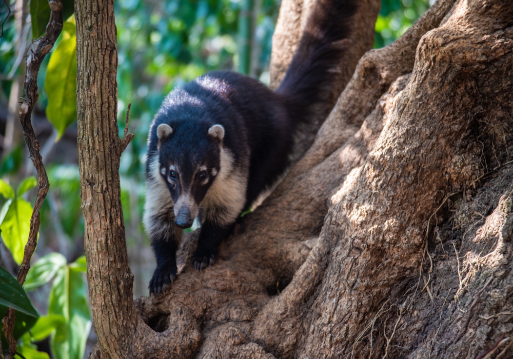 Day 05 -  Lake Atitlan - Zip line - Flores