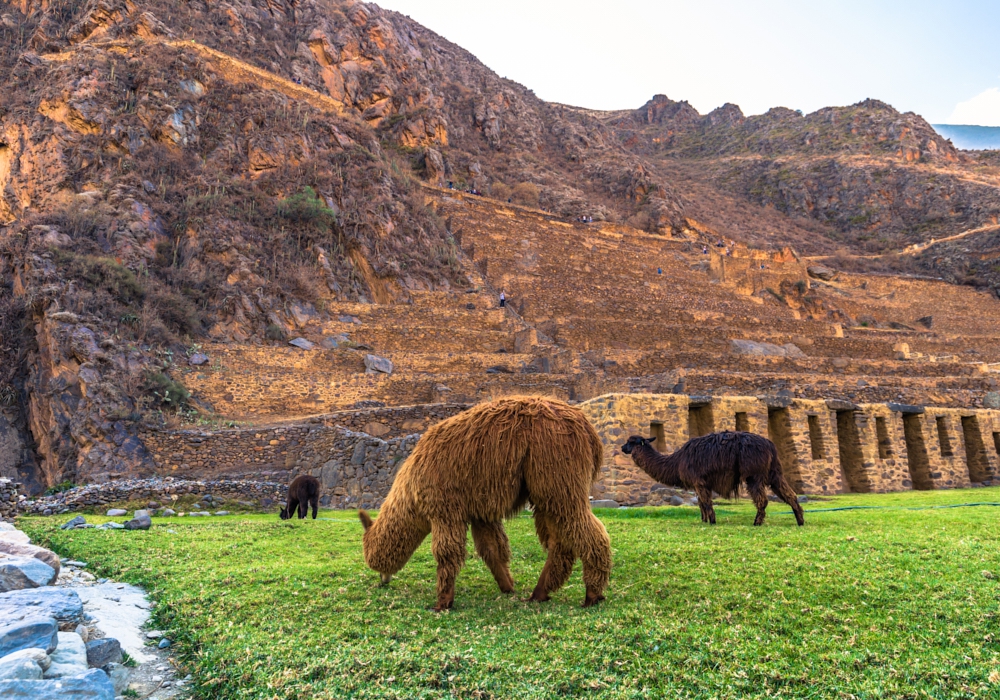 Day 05 - Lares Trek   Mantanay to Yanahuara and onto Aguas Calientes