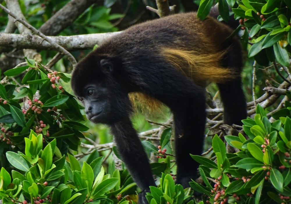 Day 05 -  Manuel Antonio – Sierpe – Corcovado