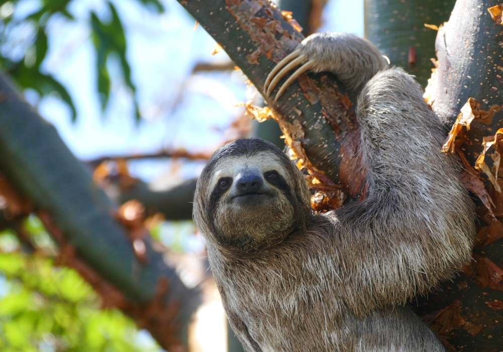 Day 05 -  Manuel Antonio – Sierpe – Corcovado