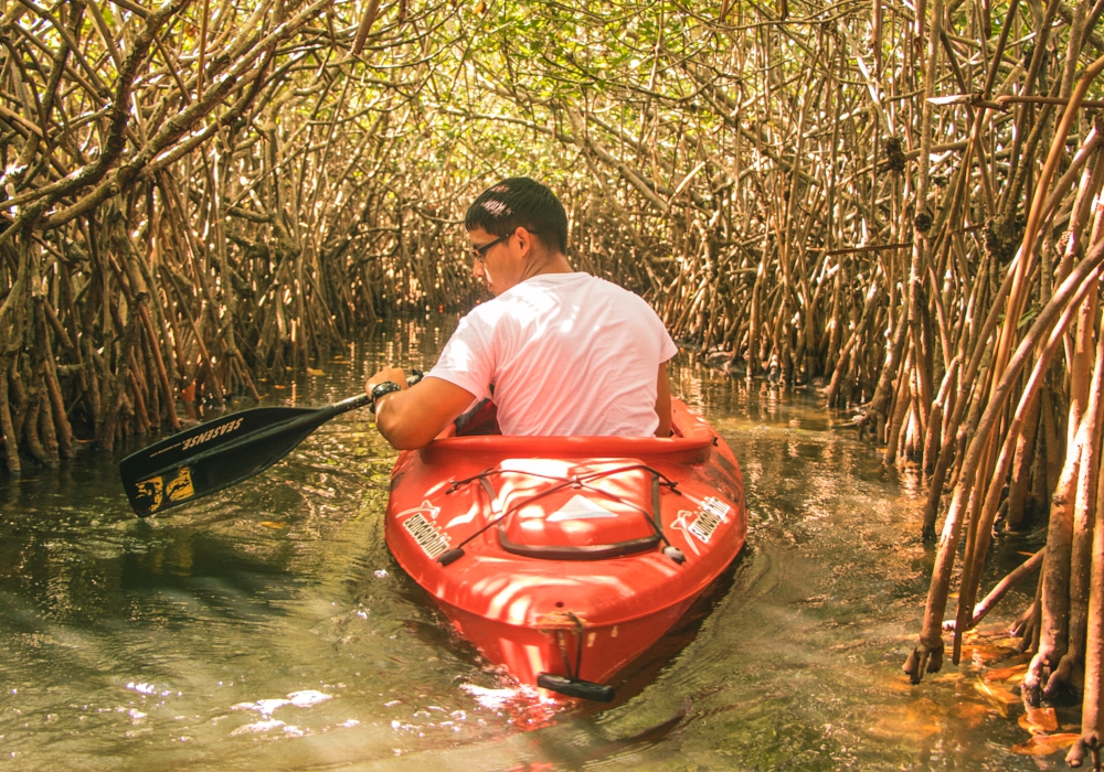 Day 05 -  Monkey River Tour