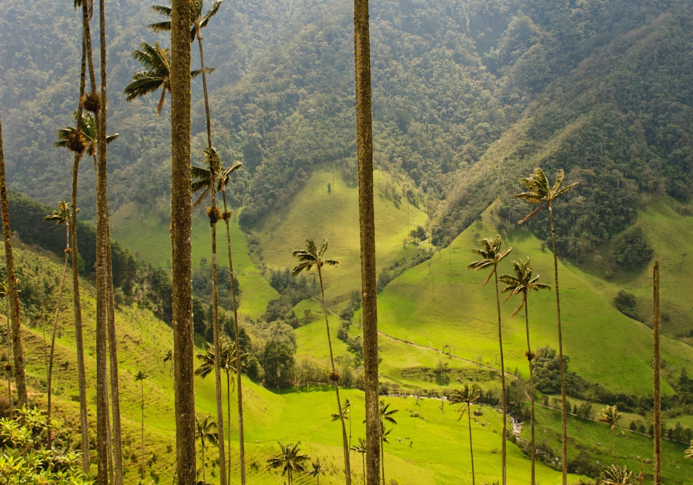 DAY 05 - Pereira - Valle del Cocora & Filandia