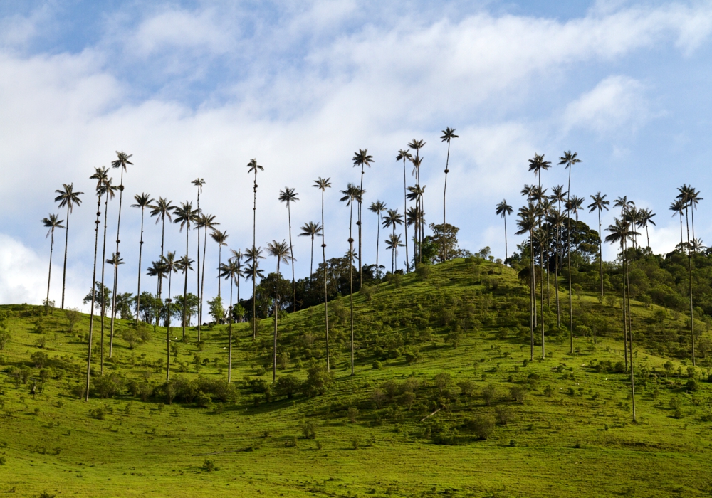 DAY 05 - Pereira - Valle del Cocora & Filandia