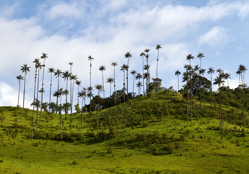 DAY 05 - Pereira - Valle del Cocora & Filandia with Basketry Workshop