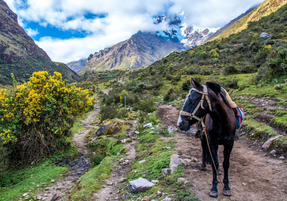 Day 05 - Salkantay Trek Through the Cloud Forest