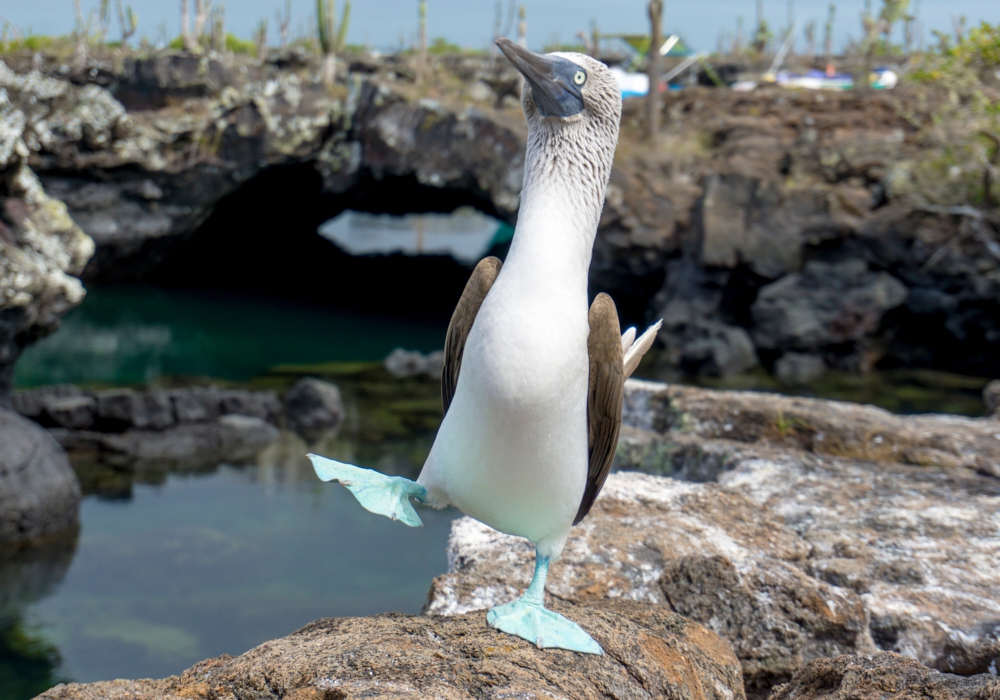 Day 05 - San Cristobal - Isla Lobos