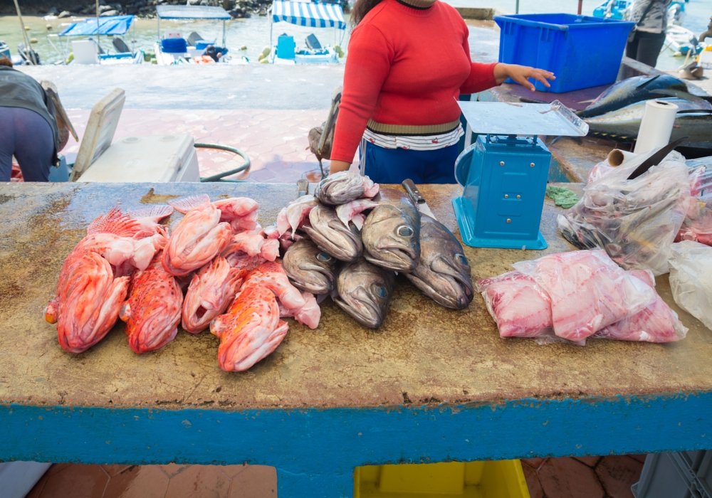 Day 05 - San Cristobal - Isla  Lobos