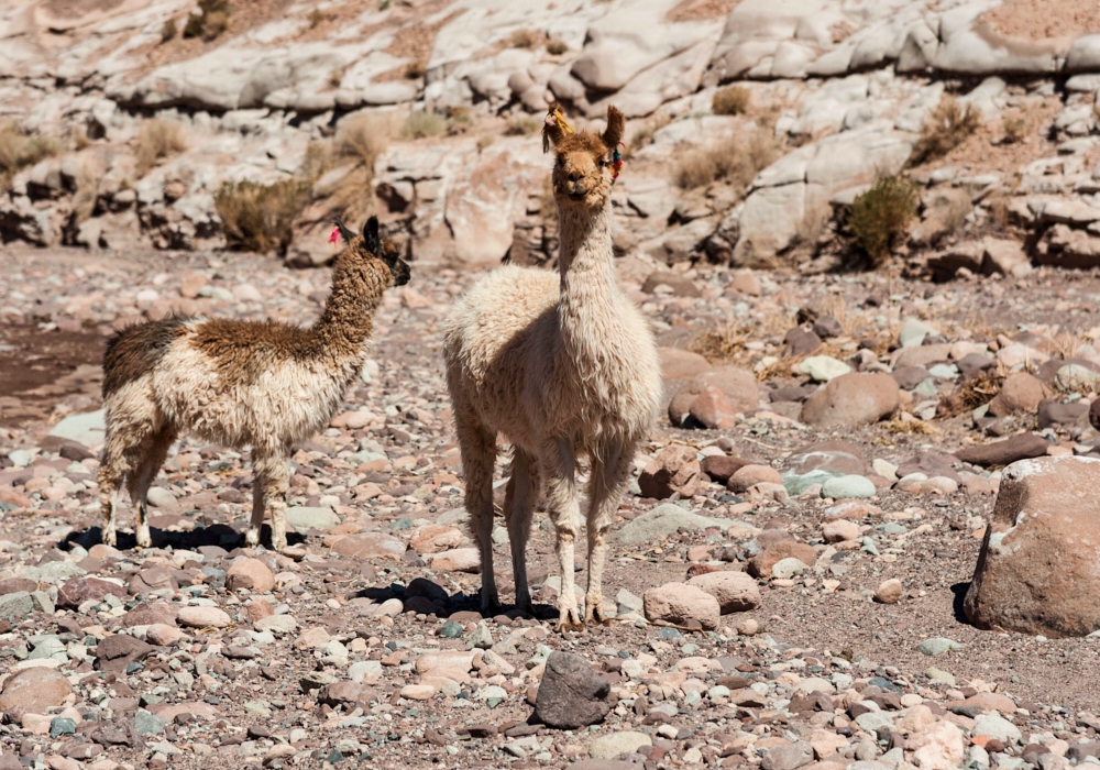 Day 05 - San Pedro de Atacama - Calama – Santiago