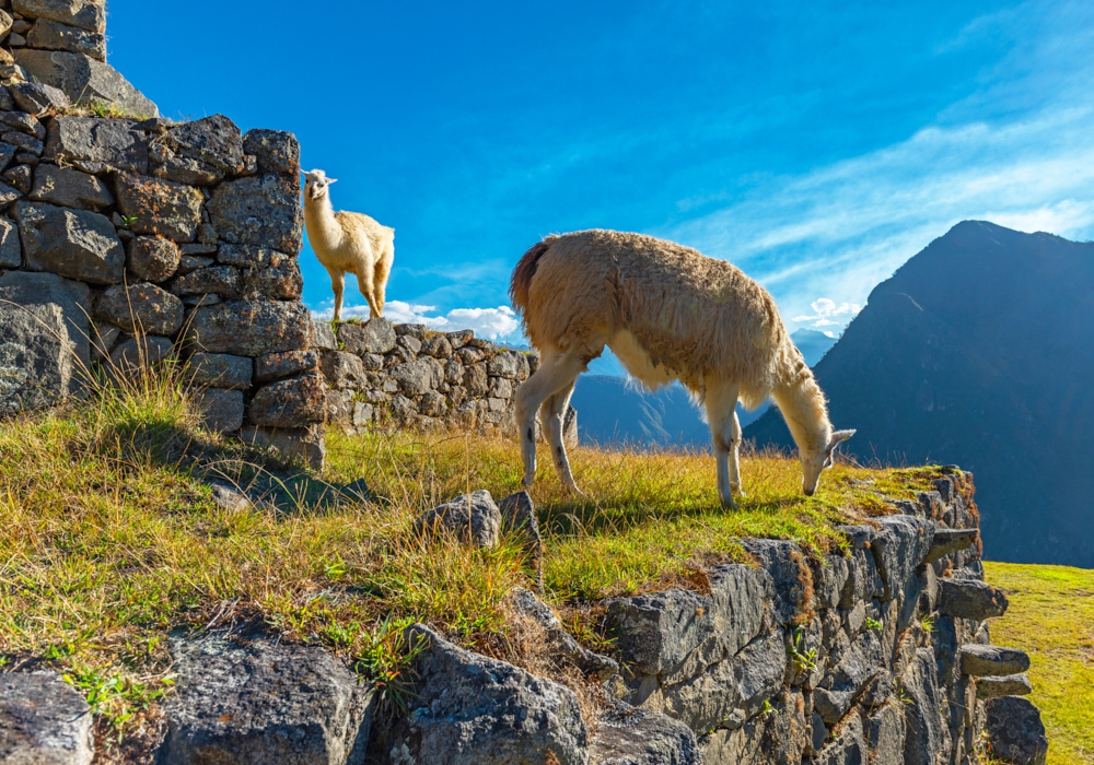 Day 06 - Aguas Calientes – Cusco Visit to Machu Picchu