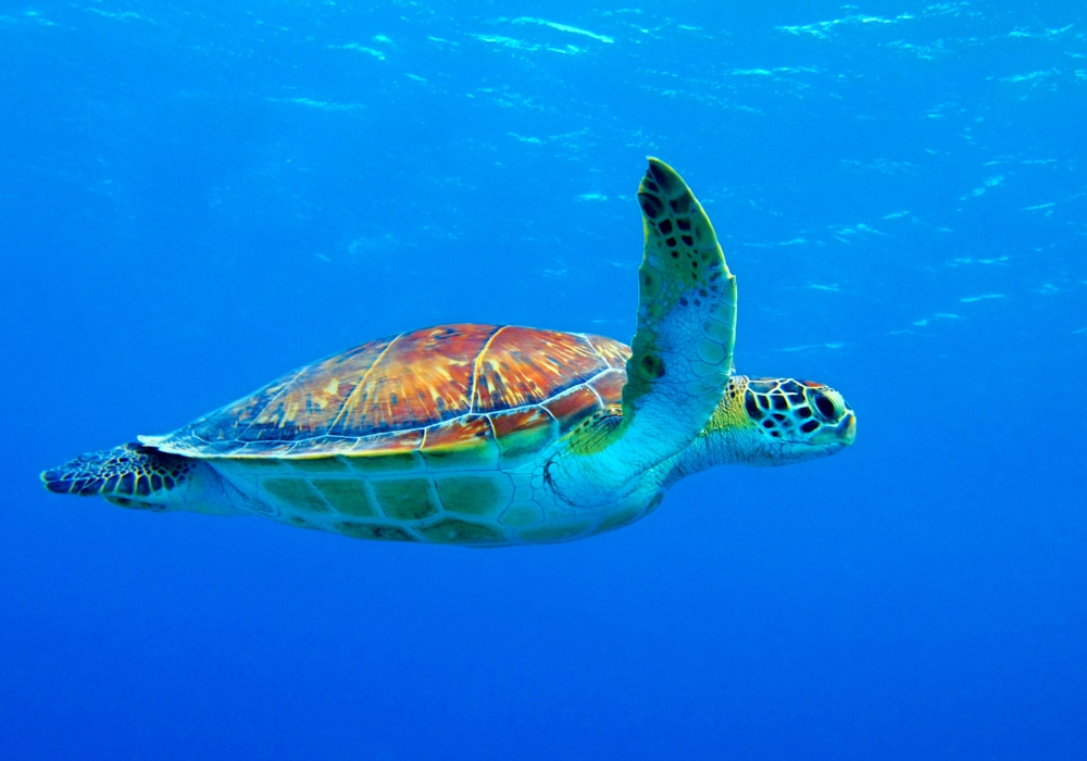 Day 06  -  Ambergris Caye