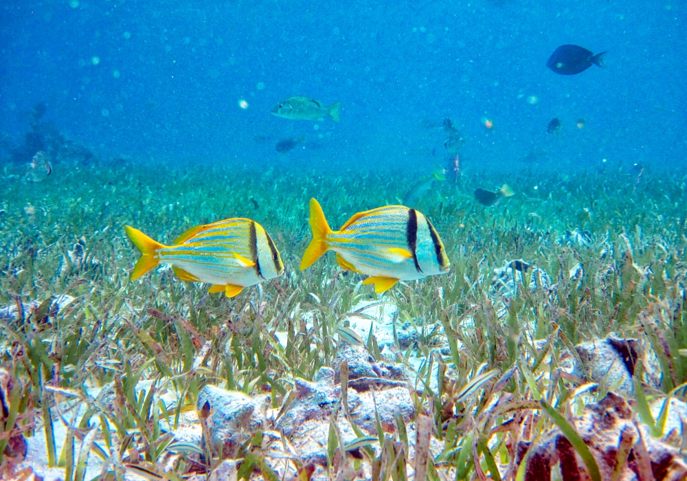 Day 06  -  Ambergris Caye