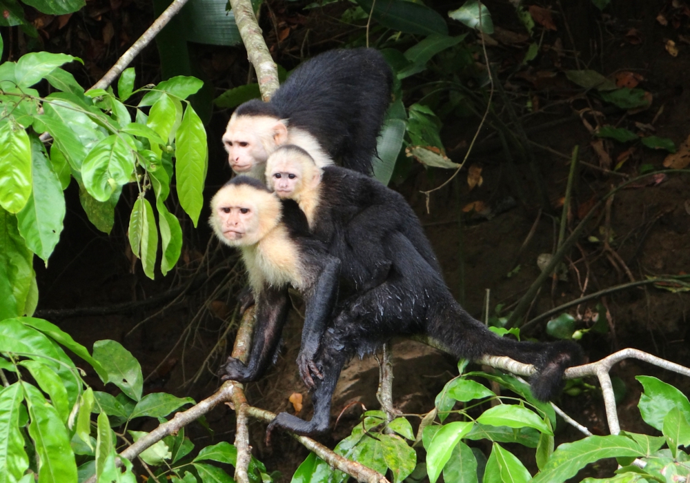 Day 06 - Arenal - Manuel Antonio National Park