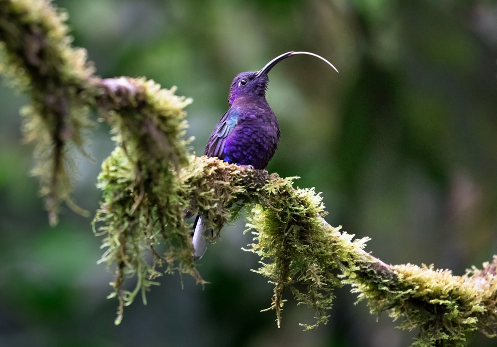 Day 06 -  Arenal - Monteverde