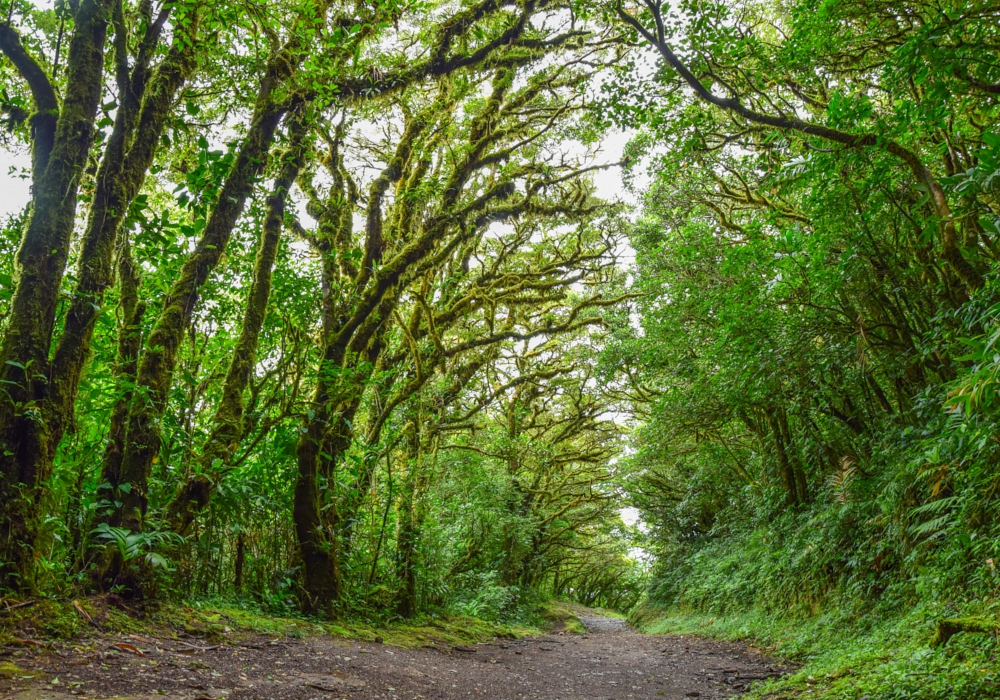 Day 06 -  Arenal - Monteverde