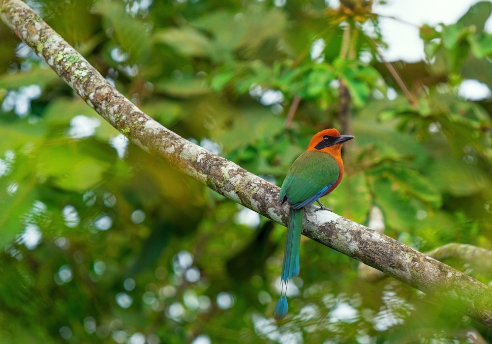 Day 06 -  Arenal - Monteverde