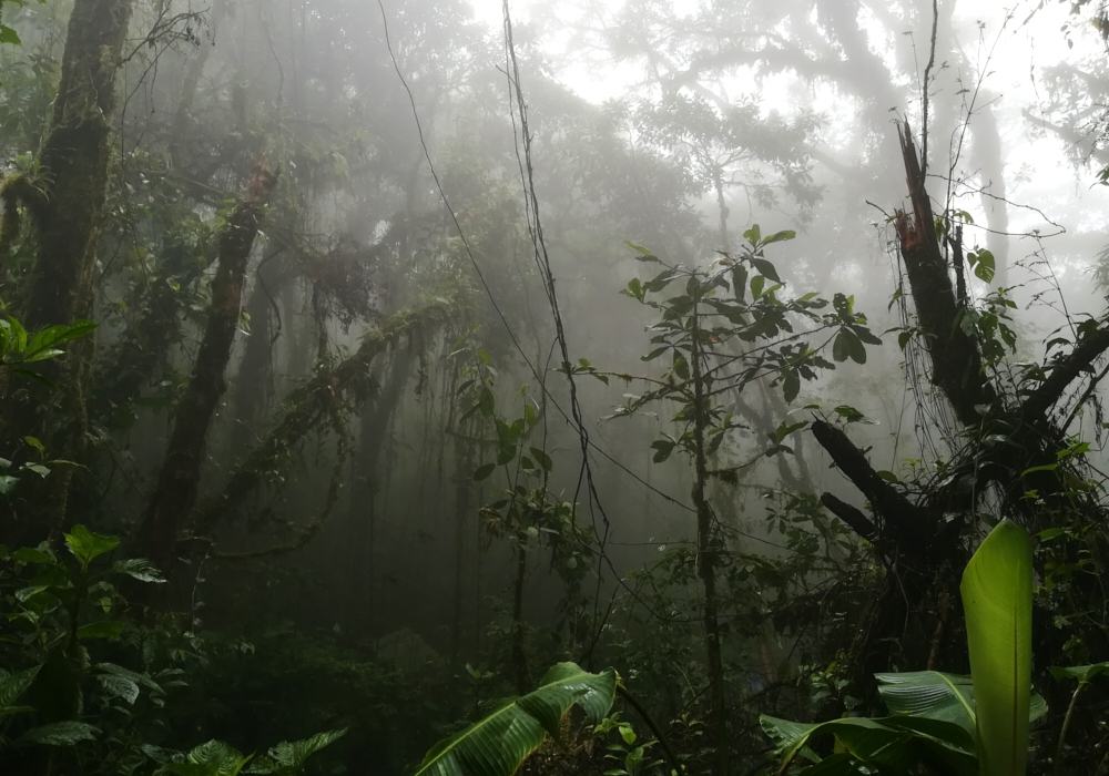 Day 06 -  Arenal - Monteverde