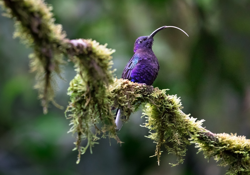 Day 06 -  Arenal - Monteverde