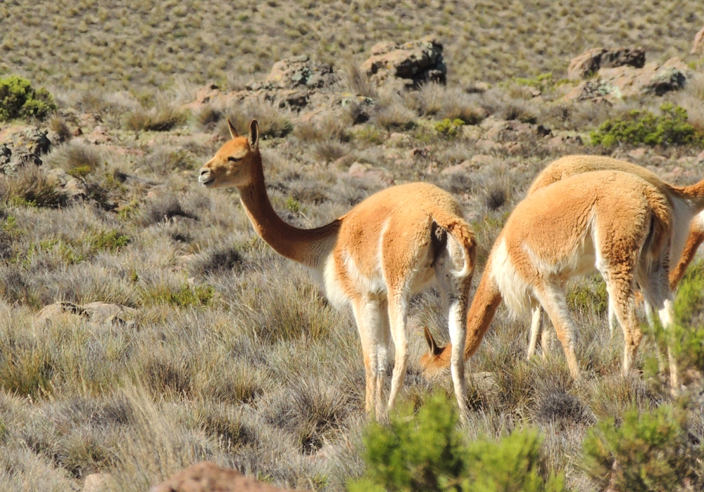 Day 06 - Arequipa - Colca Canyon