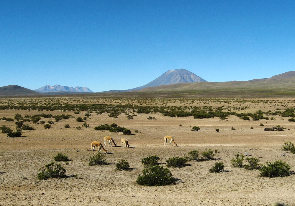 Day 06 - Arequipa - Colca Canyon