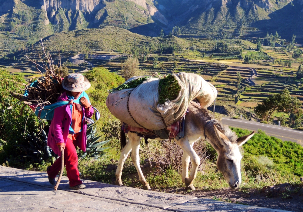 Day 06 - Arequipa - Colca Canyon