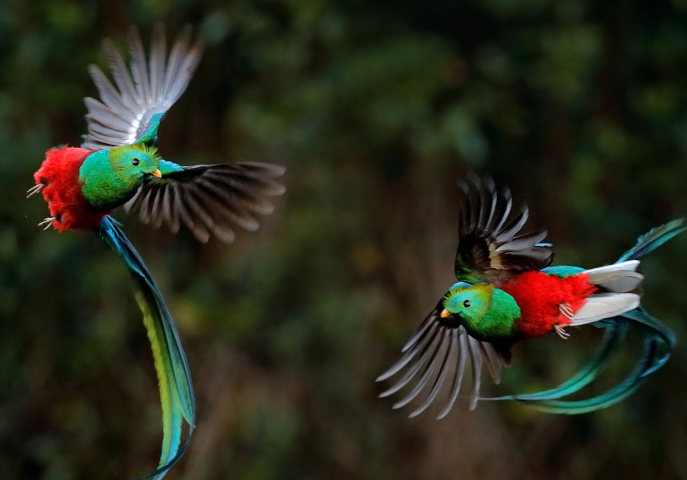 Day 06 - Coban and The Quetzal Reserve