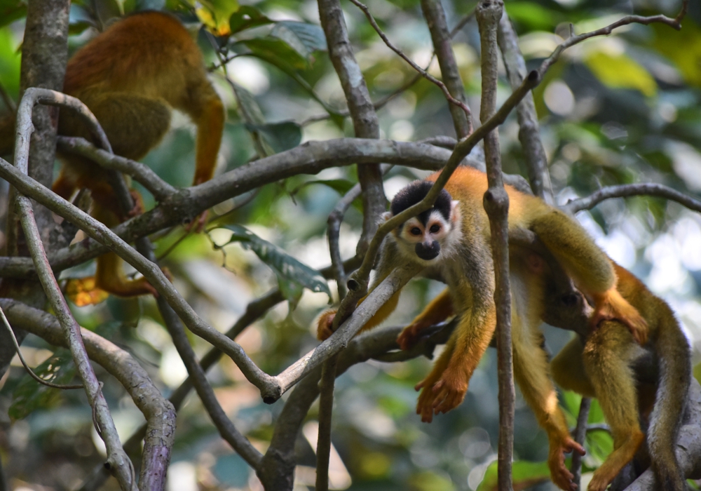 DAY 06 - Corcovado National Park