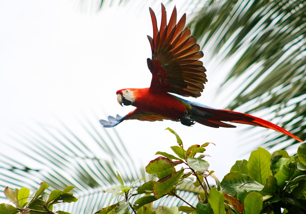 DAY 06 - Corcovado National Park