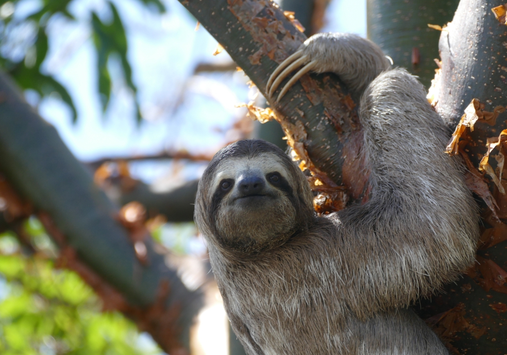 Day 06 - Corcovado National Park