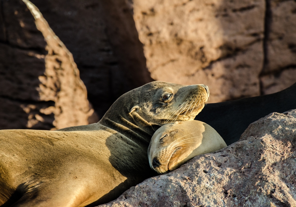 Day 06 - Day trip to the sea lions of Espíritu Santo Island