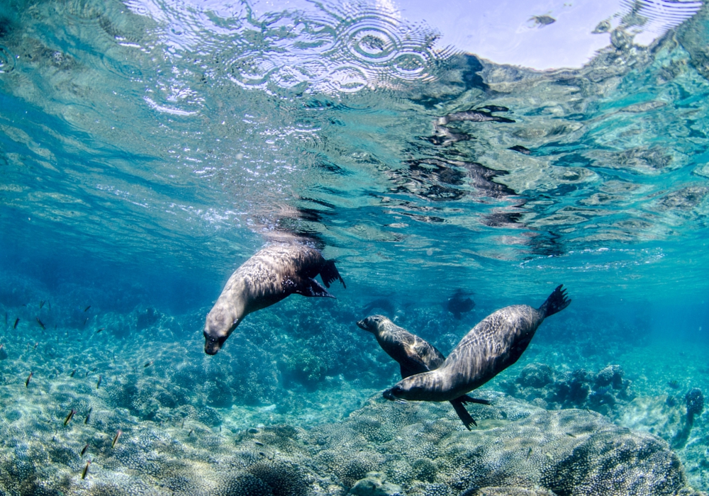 Day 06 - Day trip to the sea lions of Espíritu Santo Island