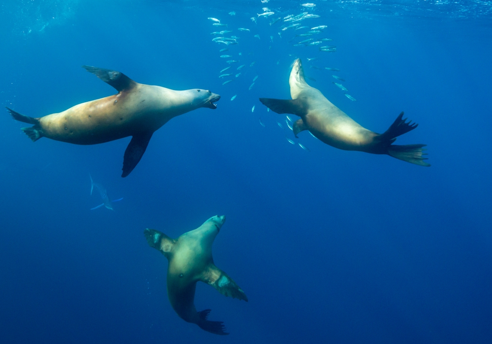 Day 06 - Day trip to the sea lions of Espíritu Santo Island