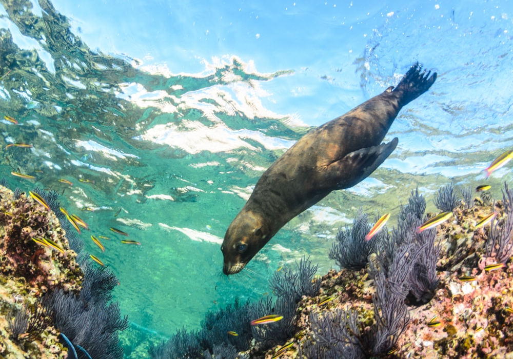 Day 06 - Day trip to the sea lions of Espíritu Santo Island