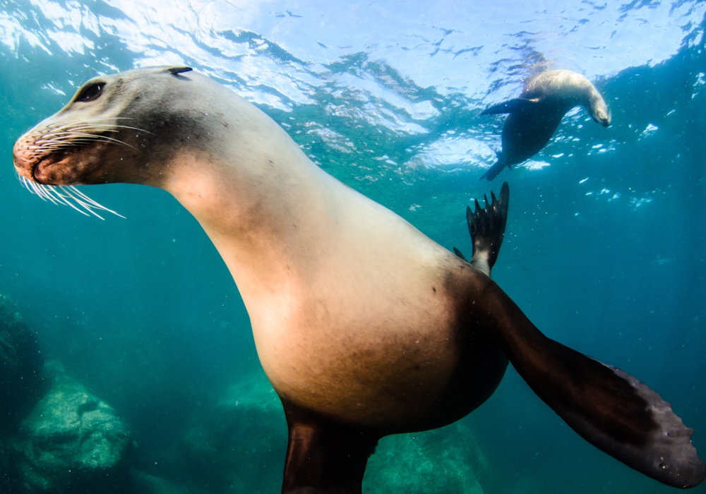 Day 06 - Day trip to the sea lions of Espíritu Santo Island