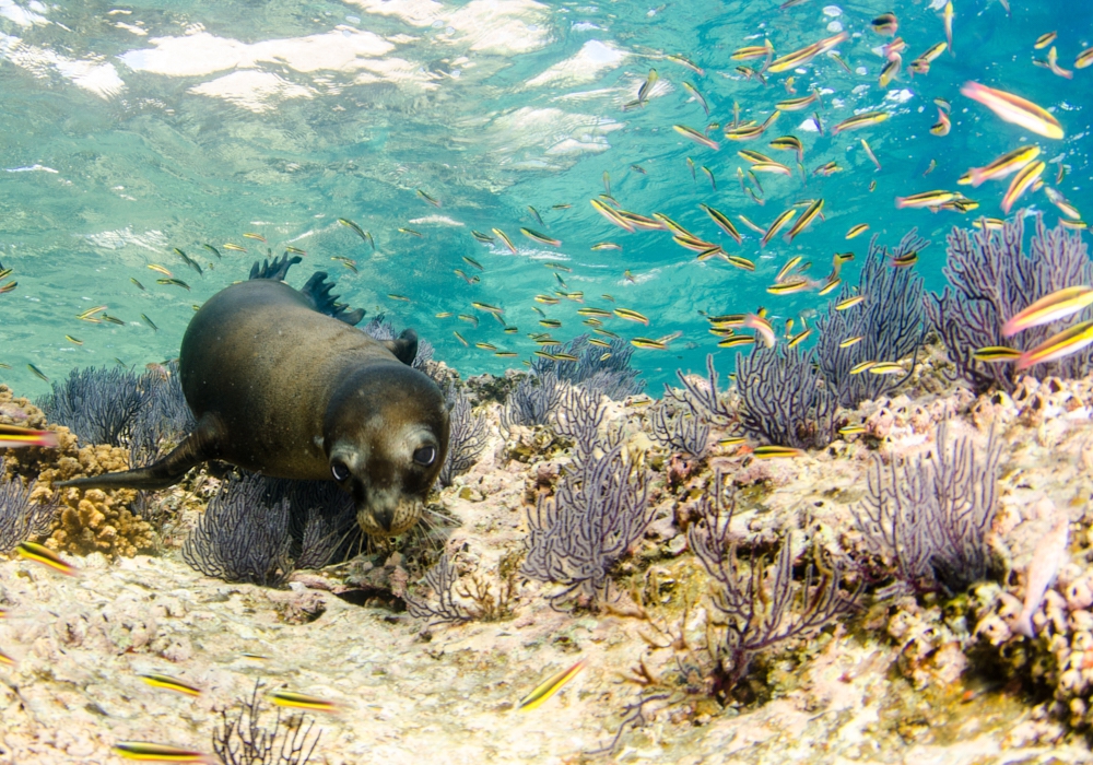 Day 06 - Day trip to the sea lions of Espíritu Santo Island