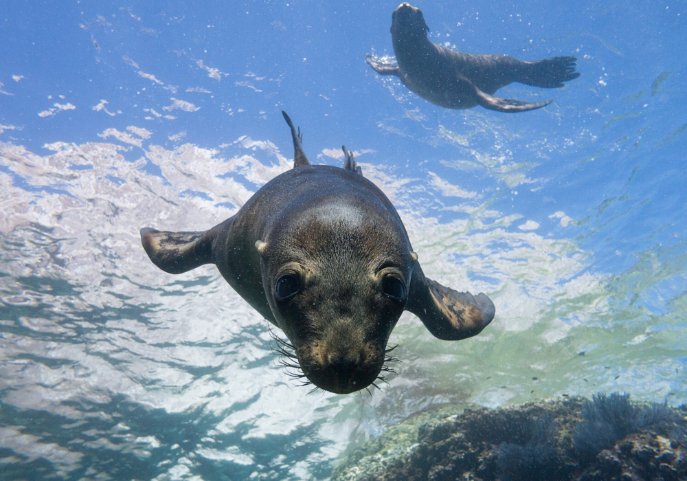 Day 06 - Day trip to the sea lions of Espíritu Santo Island