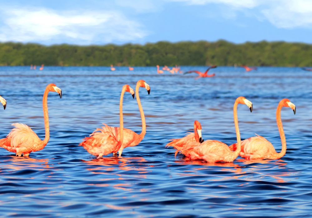 Day 06 - Holbox