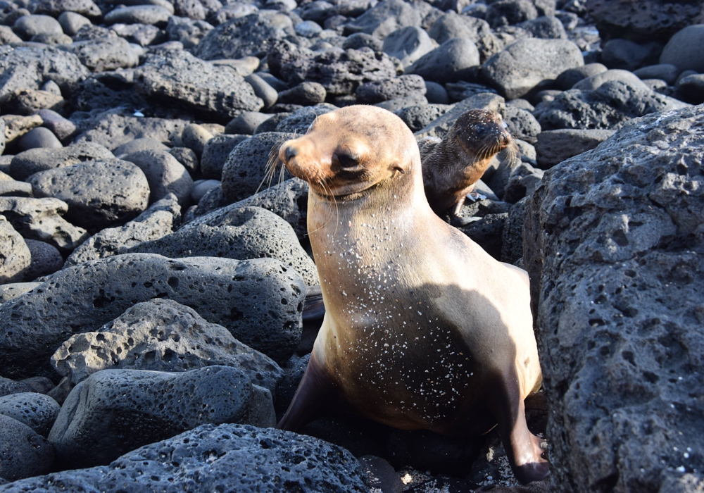 Day 06 - Isabela Island