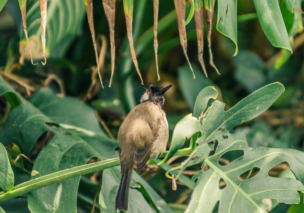 Day 06 - Las Guacamayas Biological Station