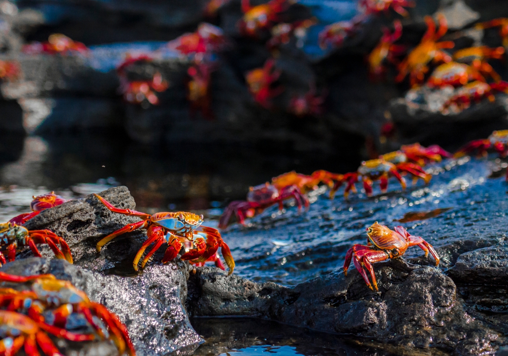 Day 06 - Santa Cruz Island