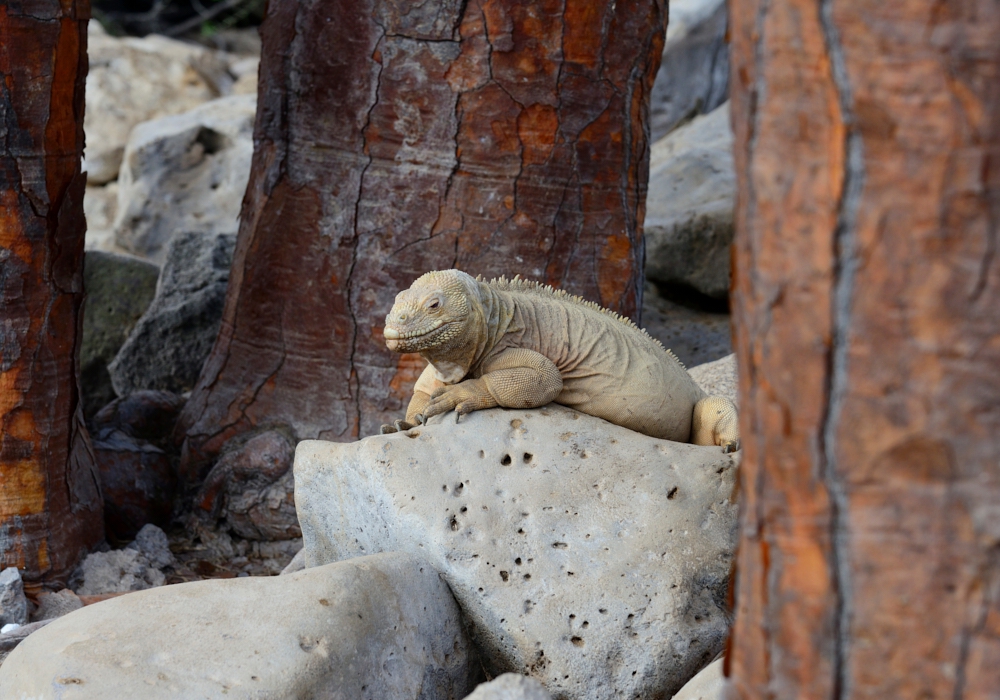 Day 06 - Santa Cruz Island