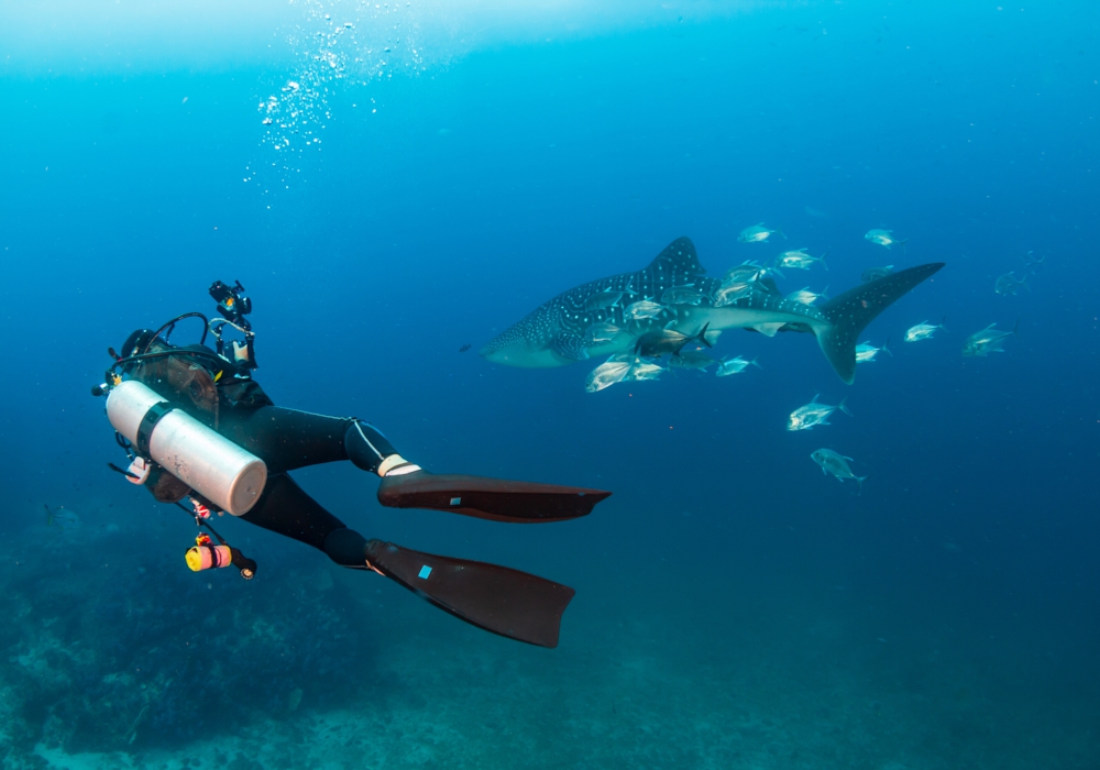 Day 06 -  Swim with Whale Sharks