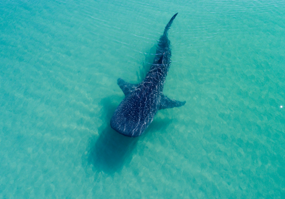 Day 06 -  Swim with Whale Sharks