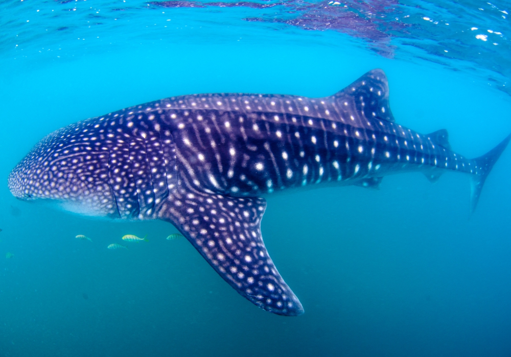 Day 06 -  Swim with Whale Sharks