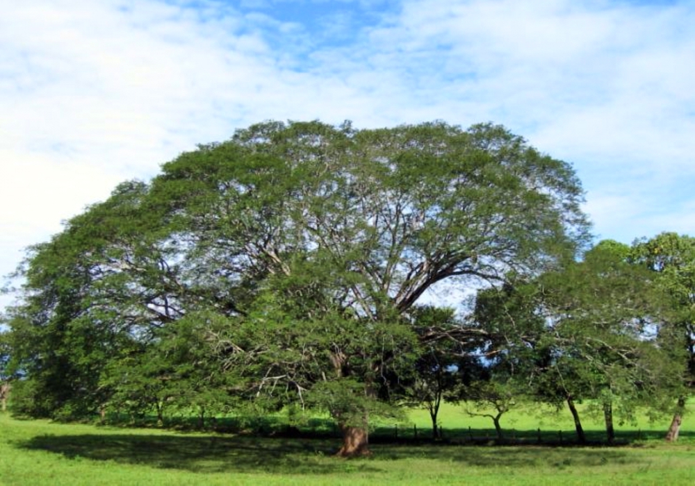 Day 07 - Arenal - Liberia