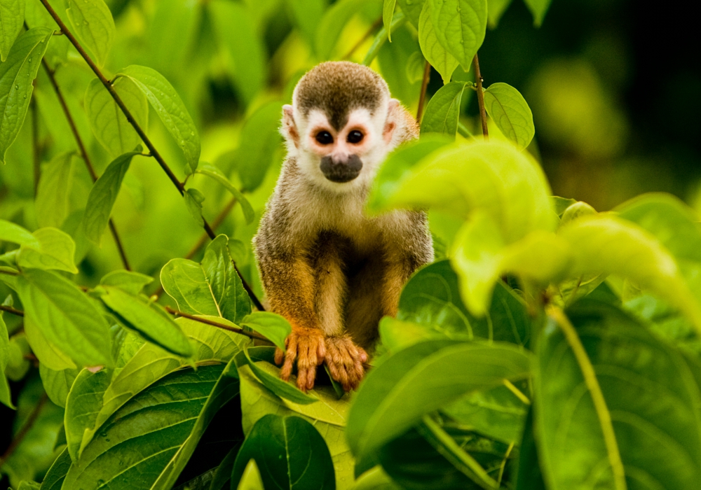 Day 07 - Arenal - Manuel Antonio National Park