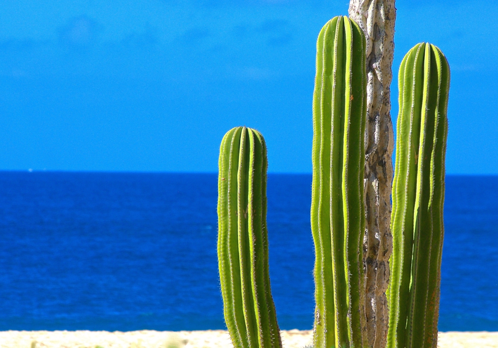 Day 07- Cabo San Lucas