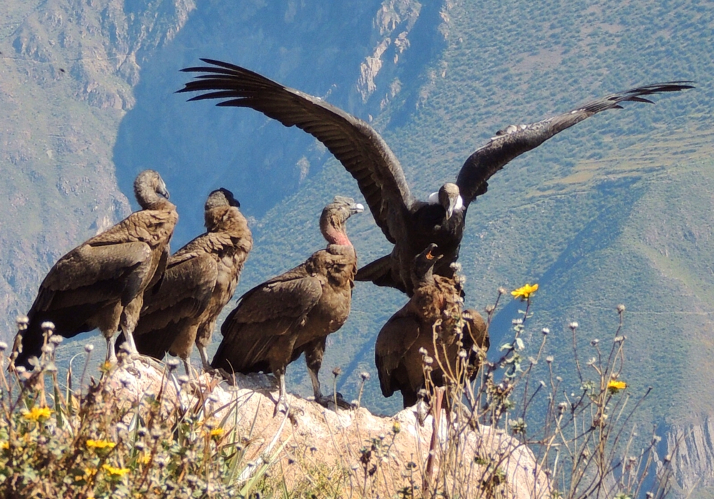 Day 07 - Colca – Puno  - Time to visit the home of the condor!